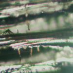 perforations scalariformes - Corylus - grossissement x500 - photographie ArkéoMap.